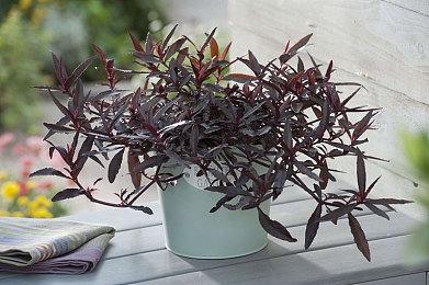 Switch 2效应？任天堂股价在今天迎来历史新高